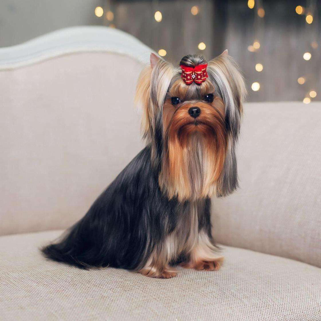 Amore Bravo AMORE BRAVO PADI PRADA &mdash; Labaza DogPedigree YorkshireTerrier